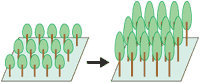 植林