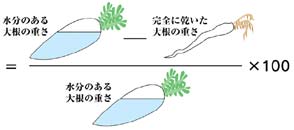 大根の含水率