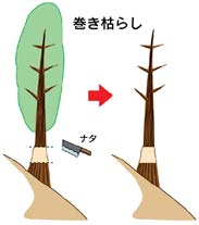 巻き枯らし