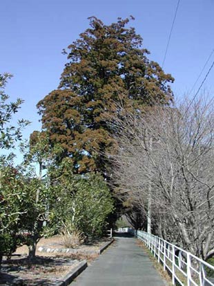 船明の二本杉
