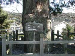 船明の二本杉