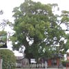 与賀神社の大楠
