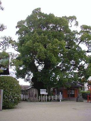 与賀神社の大楠