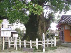 与賀神社の大楠