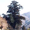 西丹沢の箒杉