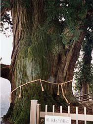 西丹沢の箒杉