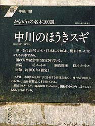 西丹沢の箒杉