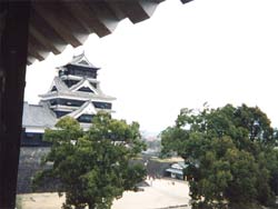 飯田丸の大樟木