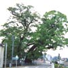 尾鷲神社の大楠