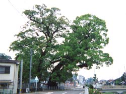 尾鷲神社の大楠
