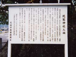 尾鷲神社の大楠