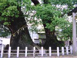 尾鷲神社の大楠