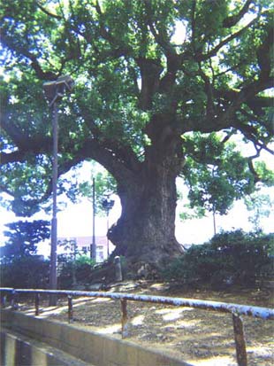 善導寺の大樟