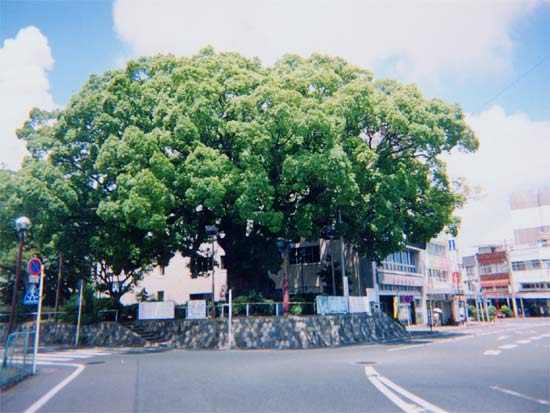 善導寺の大樟