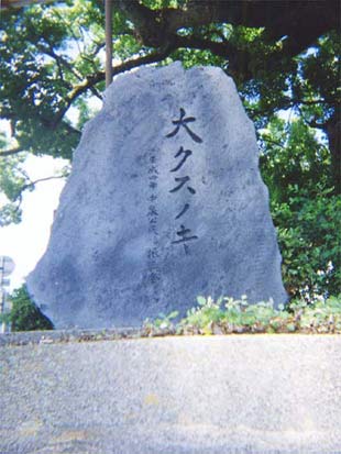 善導寺の大樟