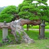 遠照寺のアカマツ