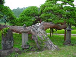遠照寺のアカマツ
