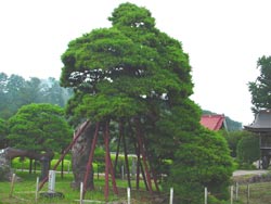 遠照寺のアカマツ
