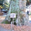 諏訪神社大欅