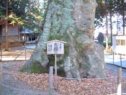 諏訪神社大欅