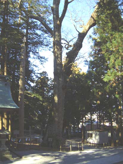 諏訪神社大欅