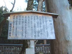 諏訪神社大欅