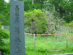 美森の大ヤマツツジ