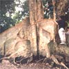 サキシマスオウノキ