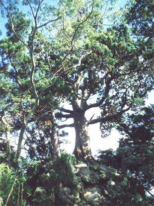 森戸大明神のビャクシン