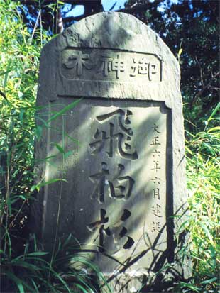 森戸大明神のビャクシン