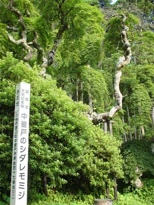 中釜戸のシダレモミジ
