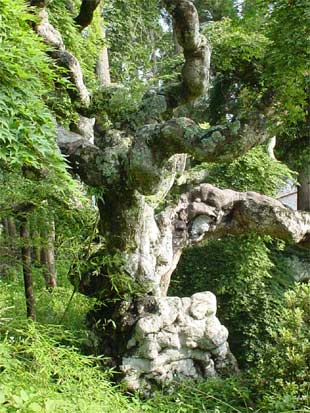 中釜戸のシダレモミジ