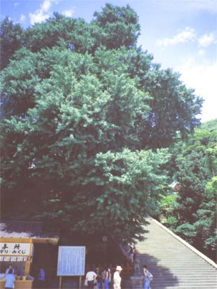 鎌倉八幡宮の大銀杏