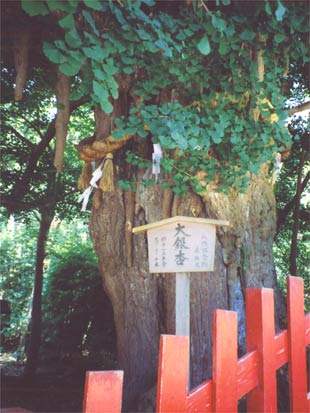 鎌倉八幡宮の大銀杏