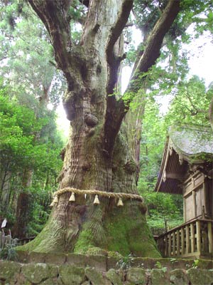 大杵社の大杉