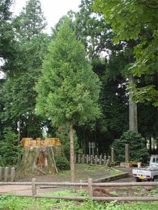 手野の大杉