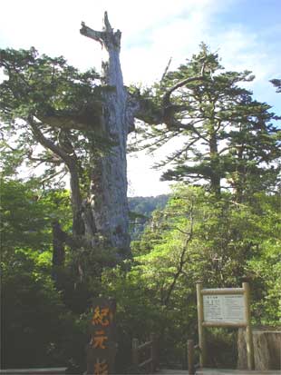 紀元杉