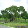 神田のオオイトザクラ