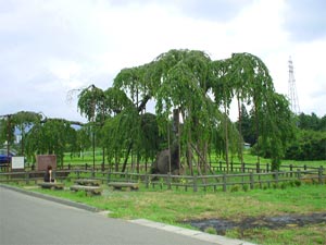 神田（しんでん）の大イトザクラ