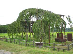 神田（しんでん）の大イトザクラ