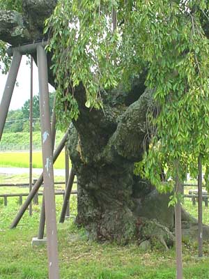 神田（しんでん）の大イトザクラ