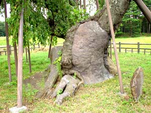 神田（しんでん）の大イトザクラ
