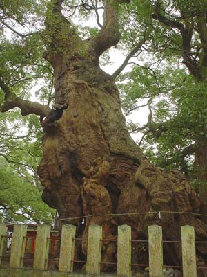 湯蓋の森
