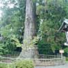 鹽竈神社のご神木