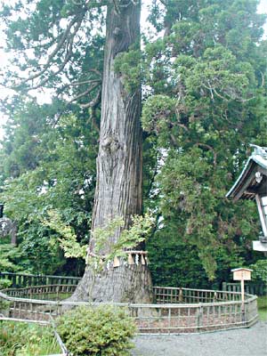鹽竈（しおがま）神社のご神木