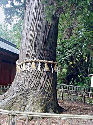鹽竈（しおがま）神社のご神木