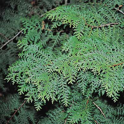 針葉樹（ヒノキ）の葉