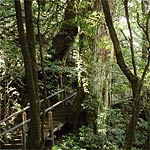 屋久島