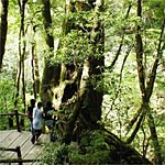 屋久島