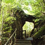 屋久島